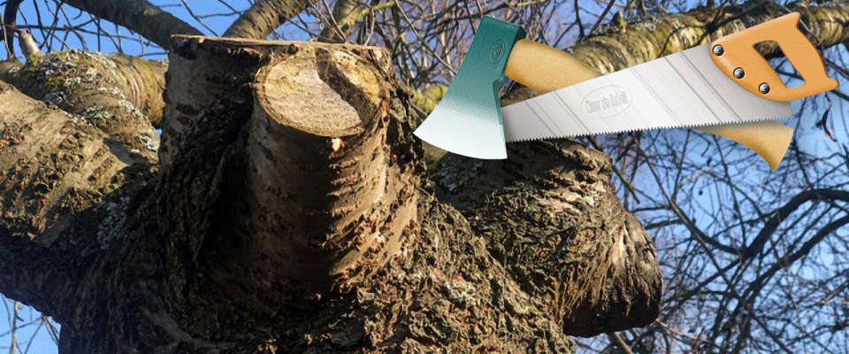 Unfachsachgemäß beschnittene Baumkrone