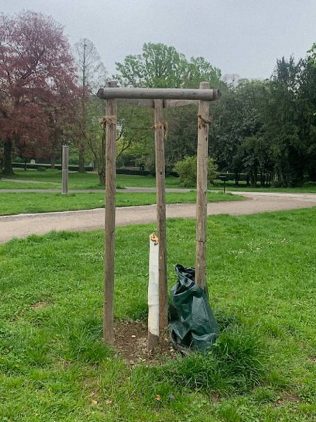 Baumfrevel im Stadtgarten