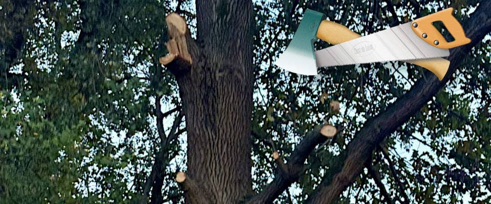 Unsachgemäßer Baumschnitt, teilweise rabiat abgerissene Äste.