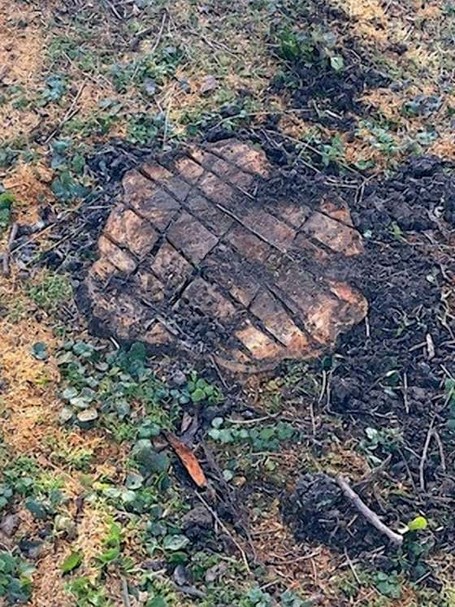 Baumstubben der illegal gefällten Zierkirsche