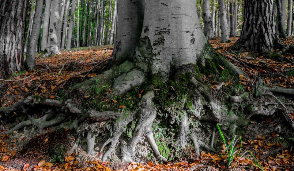 Dicke, alte Buchen sind wertvolle Lebensräume für viele Arten und große Kohlenstoffspeicher Wurzelanläufe und Stammfuß einer alten Buche