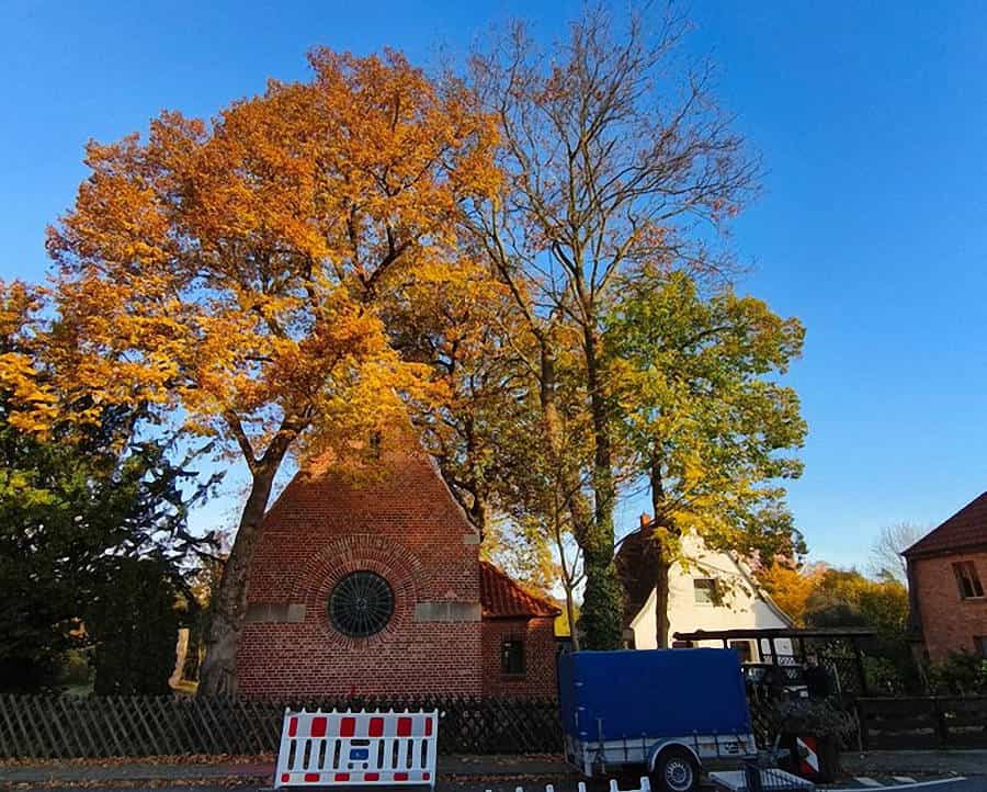 Mindestens zwei große und alte Bäume sowie ein junger Baum neben der Kapelle am Jüdischen Friedhof müssen gefällt werden. 
