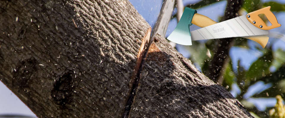 Städtische Bäume für PV-Anlage gefällt Ast mit Kettensäge durchtrennt