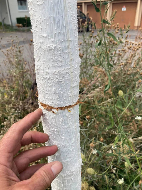 Stammbeschädigung, eine Hand dient als Größenvergleich