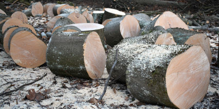 Gefällte und zerkleinerte Buchenstämme