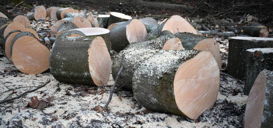 BUND Naturschutz fordert Einschlag-Stopp im „Hohen Buchenen Wald“ Gefällte und zerkleinerte Buchenstämme