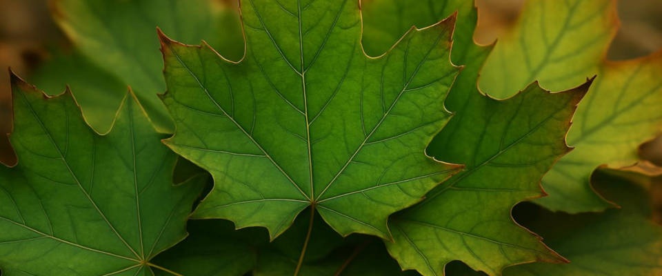 KI generierte Illustration von Blattschäden durch Streusalz