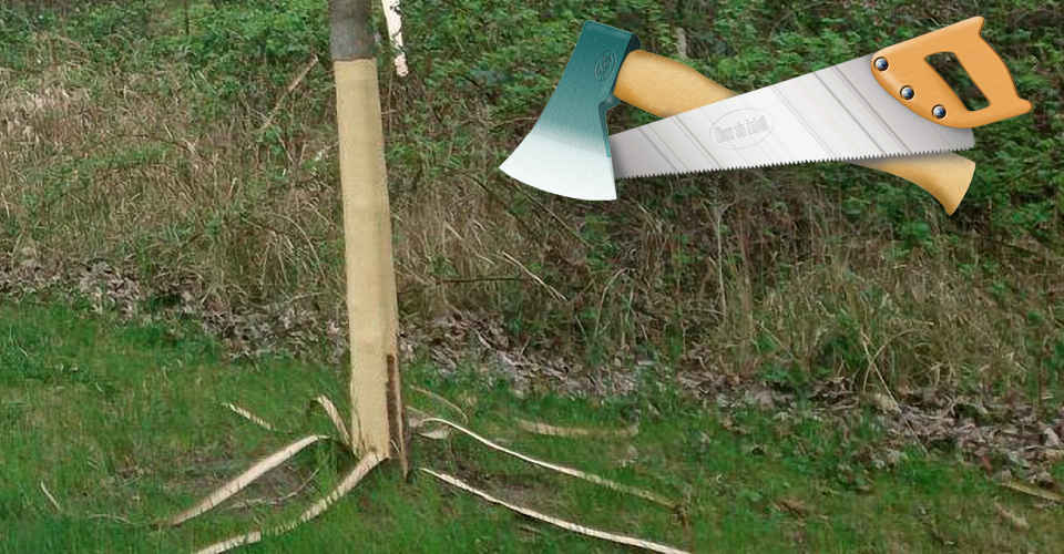 Durch Rindenentfernung schwer geschädigter Baum