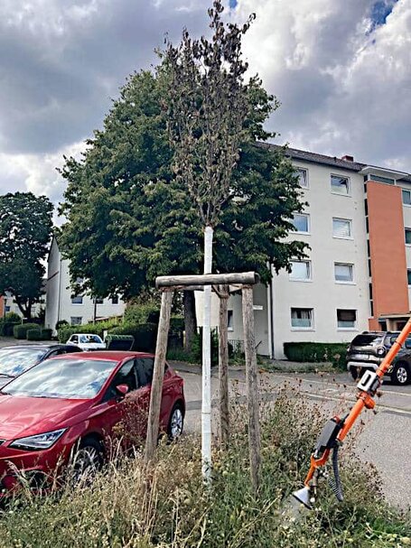 Die Baumkrone dieses Jungbaums weist einen massiven Trockenschaden auf. Rechts unten im Bild ein Gerät zur Ausbringung von Flüssigdünger.