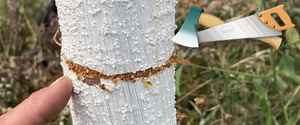 Eingeritzte Rinde ein Finger als Größenvergleich