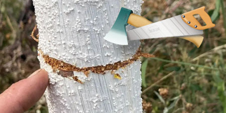 Ein Finger als Größenvergleich der Stammschädigung