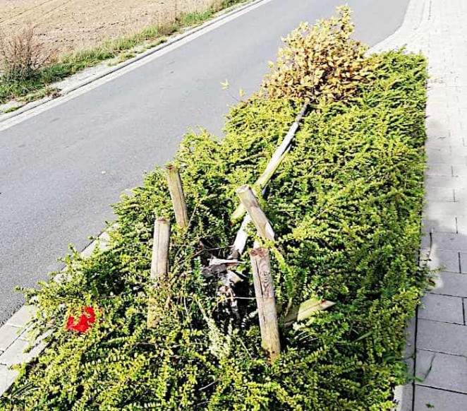 Abgeknickter Jungbaum