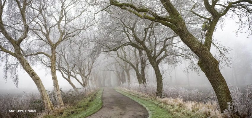 Allee mit schiefen Bäumen und Nebelstimmung 