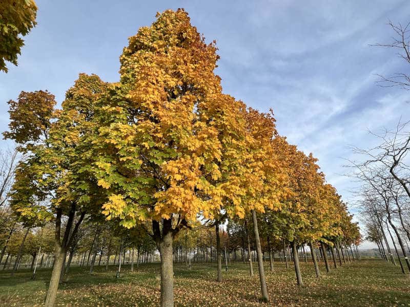 Straßenbaumtest in der Versuchsanlage Quedlinburg, die Bäume sin teiweise schon in Herbstfärbung
