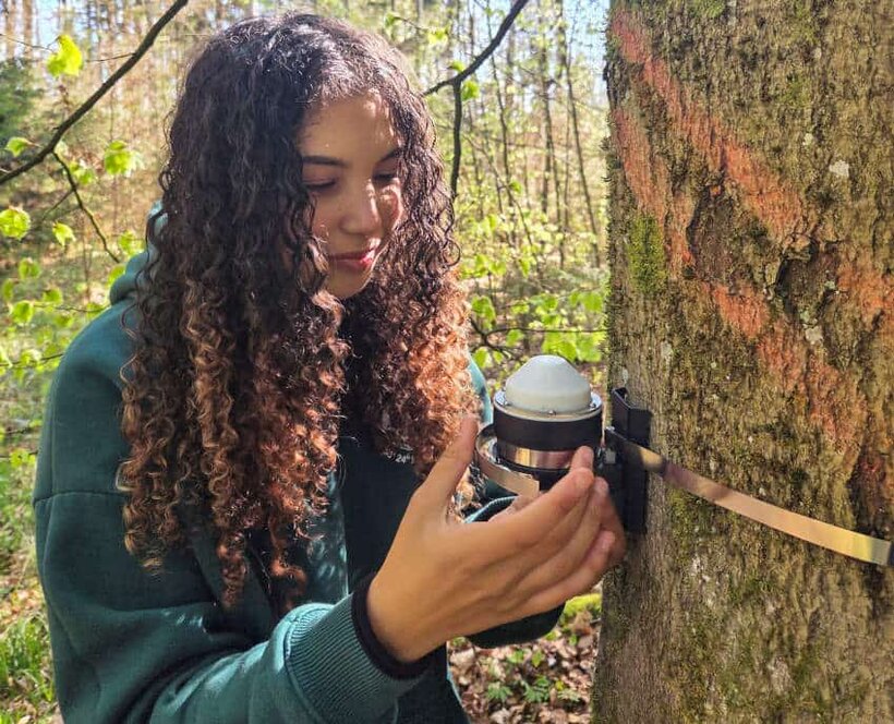 Wenn der Frühling früher kommt Caroline Werner, studentische Hilfskraft im Projekt REPHASE, installiert ein Dendrometer. Foto: Jochner-Oette/upd