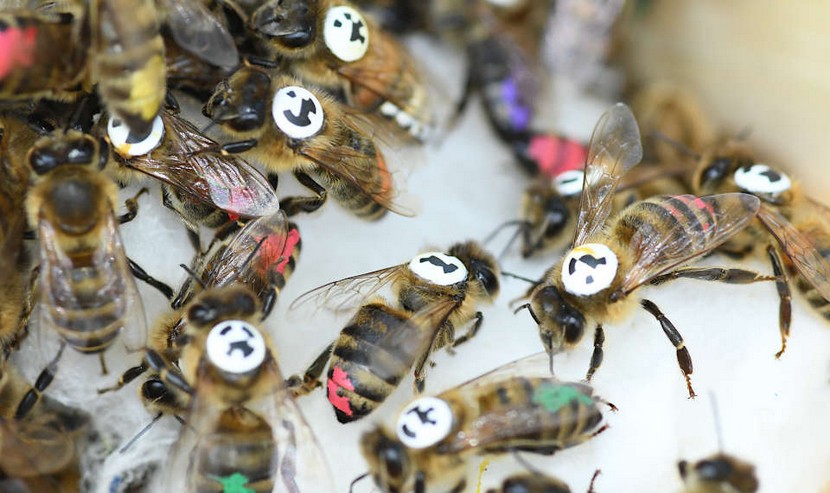 Markierte Honigbienen