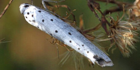 Pfaffenhütchen-Gespinstmotte (Yponomeuta cagnagella).  