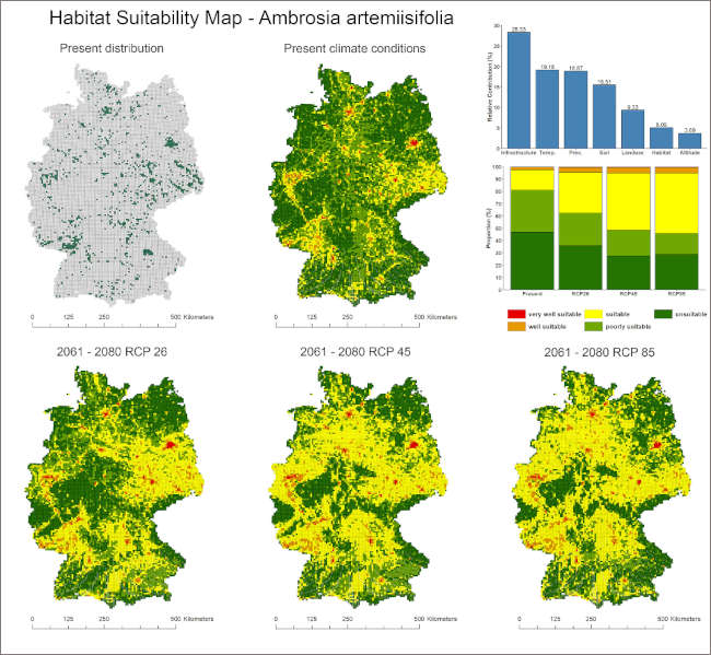 Prognose zur Ausbreitung für Ambrosia artemisiifolia in Deutschland unter aktuellen und zukünftigen Klimabedingungen. Grafik: Fabian Sittaro