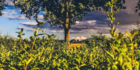Ungepflegte Hecke