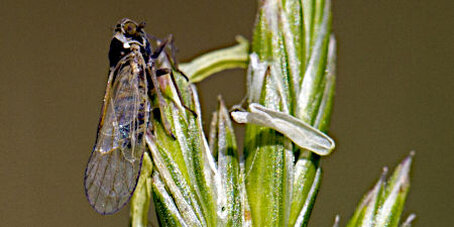  Das Bild zeigt eine Wiesenspornzikade 