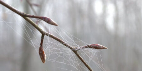 Knospender Buchenzweig