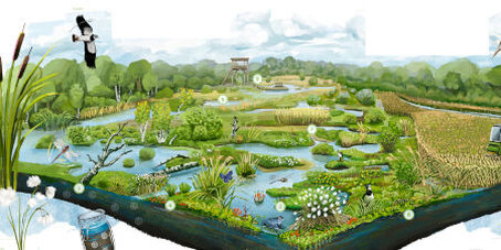 Bildausschnitt Poster "Ökosystemleistungen des Moores"