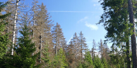 Die Schäden durch Rinden- und Holzbohrkäfer an Nadelbäumen haben im 21. Jahrhundert erheblich zugenommen. 