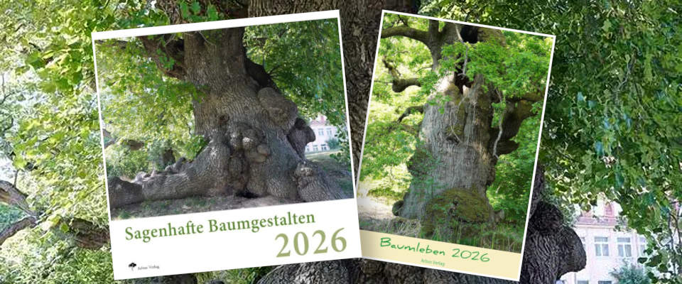 Einzigartige Baumkalender 2026 Die Fotomontage zeigt die Titelbilder beider Kalender vor dem Hintergrund eines knorrigen Stamms