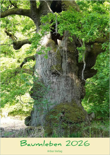 Baumleben 2026 Titelbild zeigt die ehrwürdige Eiche im Urwald Sababurg bei Hofgeismar in Hessen