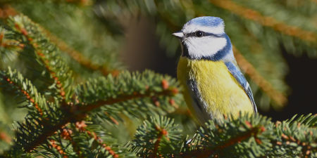 Blaumeise