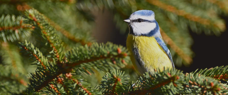 Blaumeise auf einem Tannenzweig