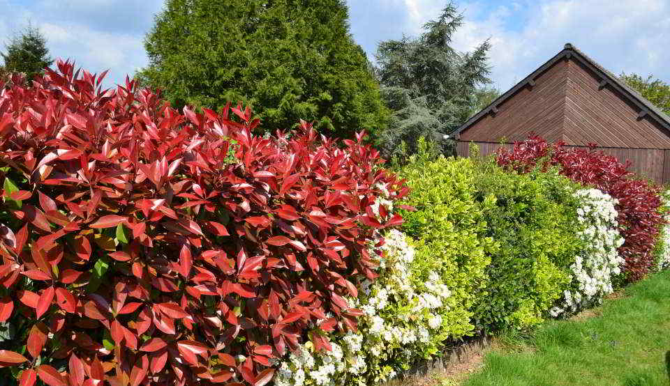 Hecke mit verschiedenen Pflanzen