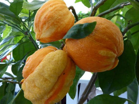 Citrus Bizzaria Die Früchte der Zitrussorte 'Bizzarria'