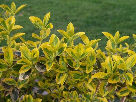 Euonymus fortunei Gelbbunter Zwerg-Spindelstrauch