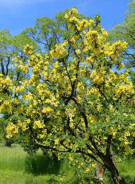 Goldregengeißklee Der Goldregengeißklee + Laburnocytisus adami ist eine Chimäre im Pflanzenreich, die sich wie der Goldregen zu einem Großstrauch entwickelt