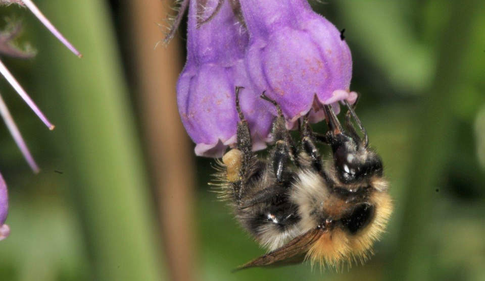 Eine Hummel auf einem Beinwell (Symphytum officinale). Nur Bestäuber mit langen Zungen kommen beim Beinwell an den Nektar heran. Eine Hummel an einer Blüte