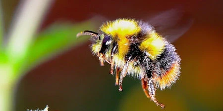 Hummel, hungrig sucht... Hummel im Flug