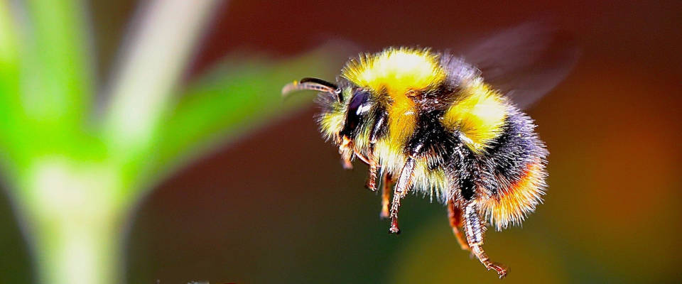 Hummel, hungrig sucht... Hummel im Flug