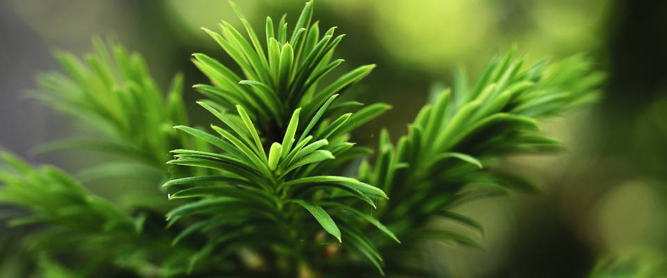 Immergrün, pflegeleicht und trockenheitsverträglich: Nadelgehölze liegen im Trend Immergrünes Gehölz