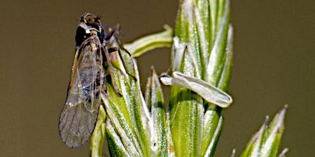 Das Bild zeigt eine Wiesenspornzikade