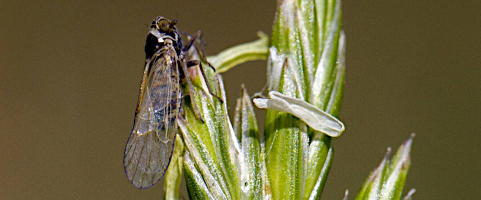 Mehr als 90 Prozent des lokalen Insektenbiomasse‑Rückgangs in deutschen Grünlandflächen (Wiesen und Weiden) lassen sich auf Artenverluste zurückführen. Das Bild zeigt eine Wiesenspornzikade (Javesella pellucida)