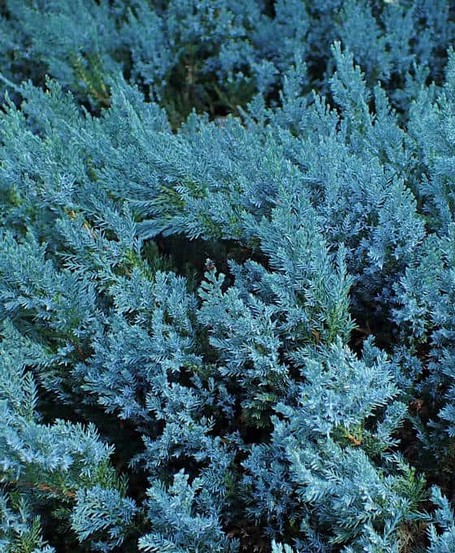 Teppich-Wacholder (Juniperus horizontalis 'Blue Chip'). Blaue Töne können auch mit Wacholder (Juniperus) in den Garten gebracht werden. Er wächst als bodendeckender Teppich-Wacholder