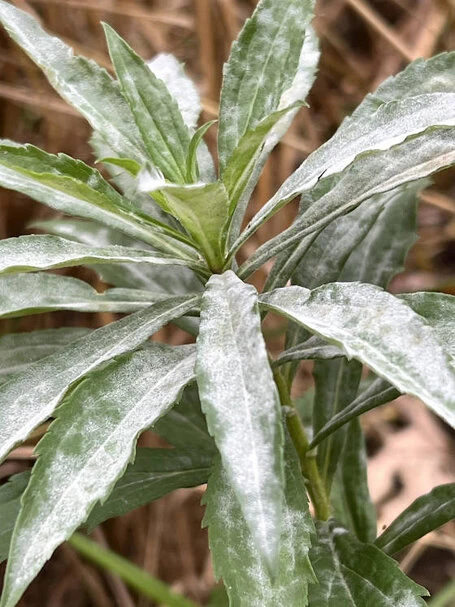 Das von einem Pilz befallene Blattwerk der Goldrute