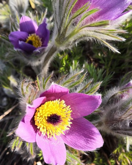 Die Gewöhnliche Küchenschelle hat einen leichten Flaum auf den Stielen und Blättern. Blüten der Küchenschelle