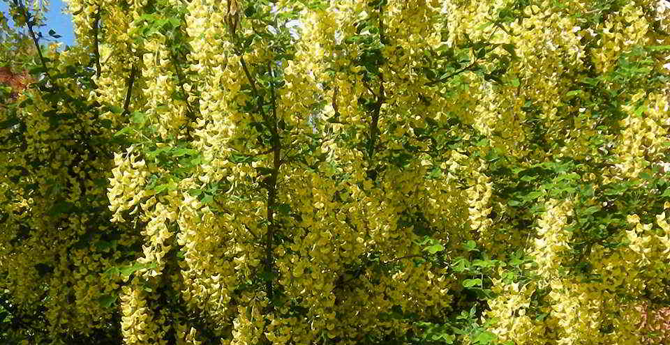 Laburnocytisus Goldregengeißklee + Laburnocytisus adami ist eine Chimäre im Pflanzenreich