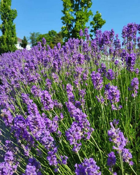 Lavendel kühlt aktiv sein Laub, indem er ätherische Öle abgibt Lavendelpflanzen mit ihren lilafarbenen Blütendolden