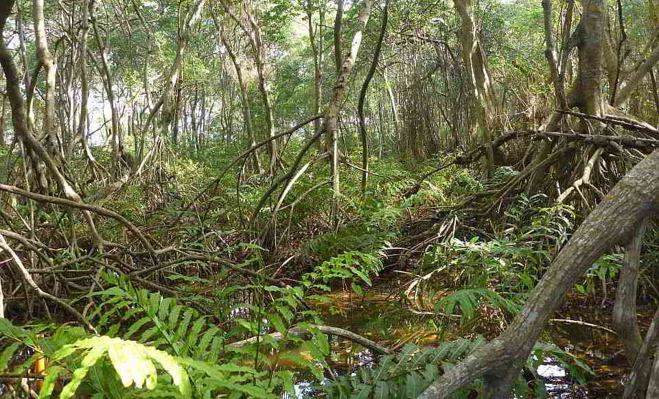 Mangrovenwald Mangrovenwald auf San Andrés Island in Kolumbien. Foto: Martin Zimmer, ZMT