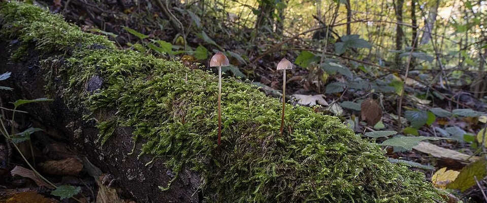Mycena crocata in Albisrieden, Zürich. Pilze wachsen auf Totholz