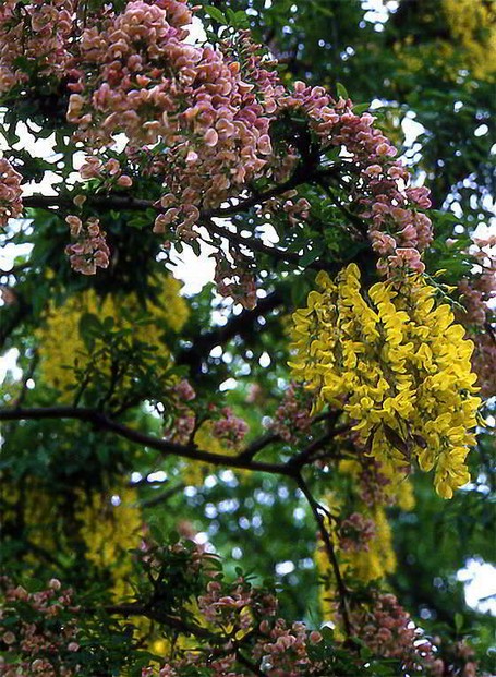 Pfropfhybride Der Goldregengeißklee bildet nebeneinander die gelben Blüten des Goldregens Laburnum anagyroides und die rosaroten des Purpurginsters Cytisus purpureus