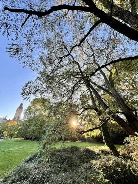 Robinie in einem Park